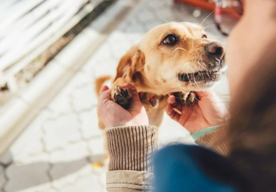 Cadastro gera número de RG e QR Code para colocar na coleira.