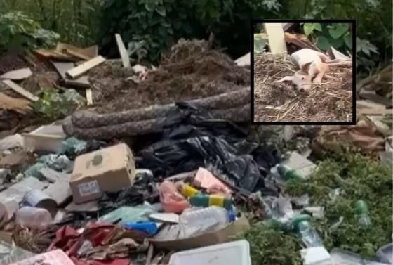 Segundo a protetora, a OPA não tem condições de realizar o resgate do animal.