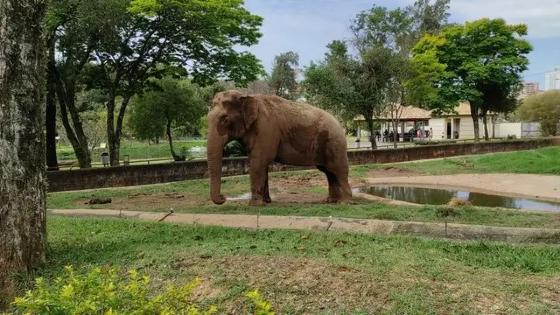 O plano de remoção do elefante deve ser executado em até 45 dias sob pena de multa diária de R$ 2 mil.
