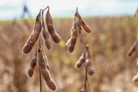 Agora, Estado fica desobrigado a conceder incentivos fiscais às empresas signatárias da Moratória da Soja. 