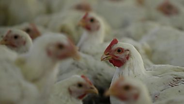 gripe aviária - influenza - gripe