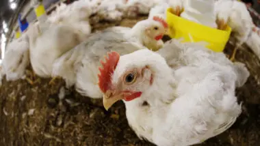 china carne frango suspensa exportação brasil gripe aviária