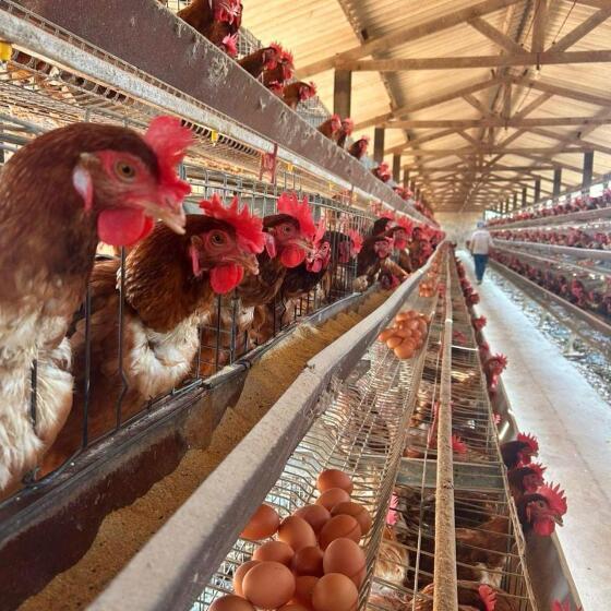 Mato Grosso conta com 37,2 milhões de aves comerciais