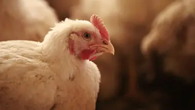 Maior exportador de carne de frango do mundo, Brasil foi o último grande produtor a registrar caso de gripe aviária.