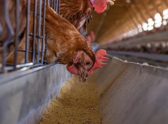 Cidades de Tesouro e Cuiabá aguardam confirmação ou não de diagnóstico.