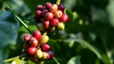 Técnica inédita de modelagem funcional-estrutural permitiu identificar melhor técnica de manejo de irrigação e hormônios vegetais para aumento de qualidade e produtividade de café