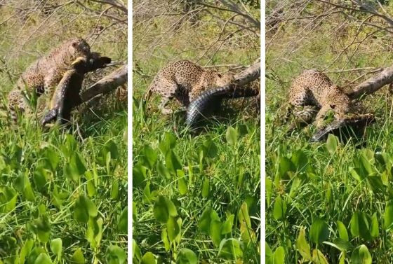 Onça pintada caça jacaré no Pantanal.