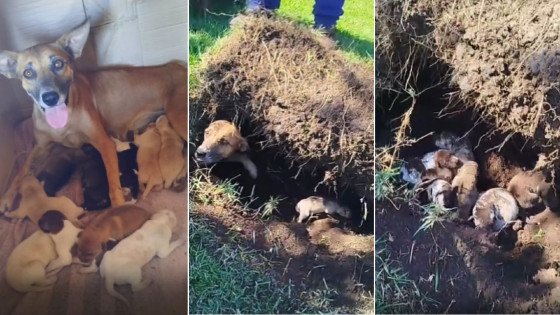 Os animais foram resgatados após uma moradora entrar em contato com o parlamentar dizendo que achou alguns filhotes submersos na terra.