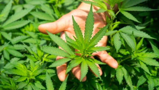 Decisão do TJ atende a pedido do prefeito de Lucas do Rio Verde.