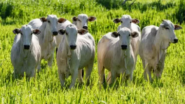 Taxa de 50% inviabiliza exportação de carne para os EUA, afirmam produtores de carne bovina do MT.