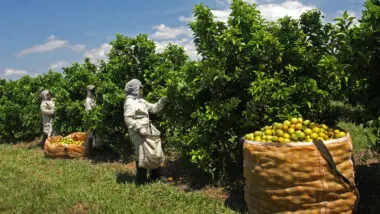 Produtores aguardam reuniões e medidas do governo brasileiro para reverter ou mesmo minimizar a taxação anunciada pelo presidente dos Estados Unidos às exportações de suco de laranja.