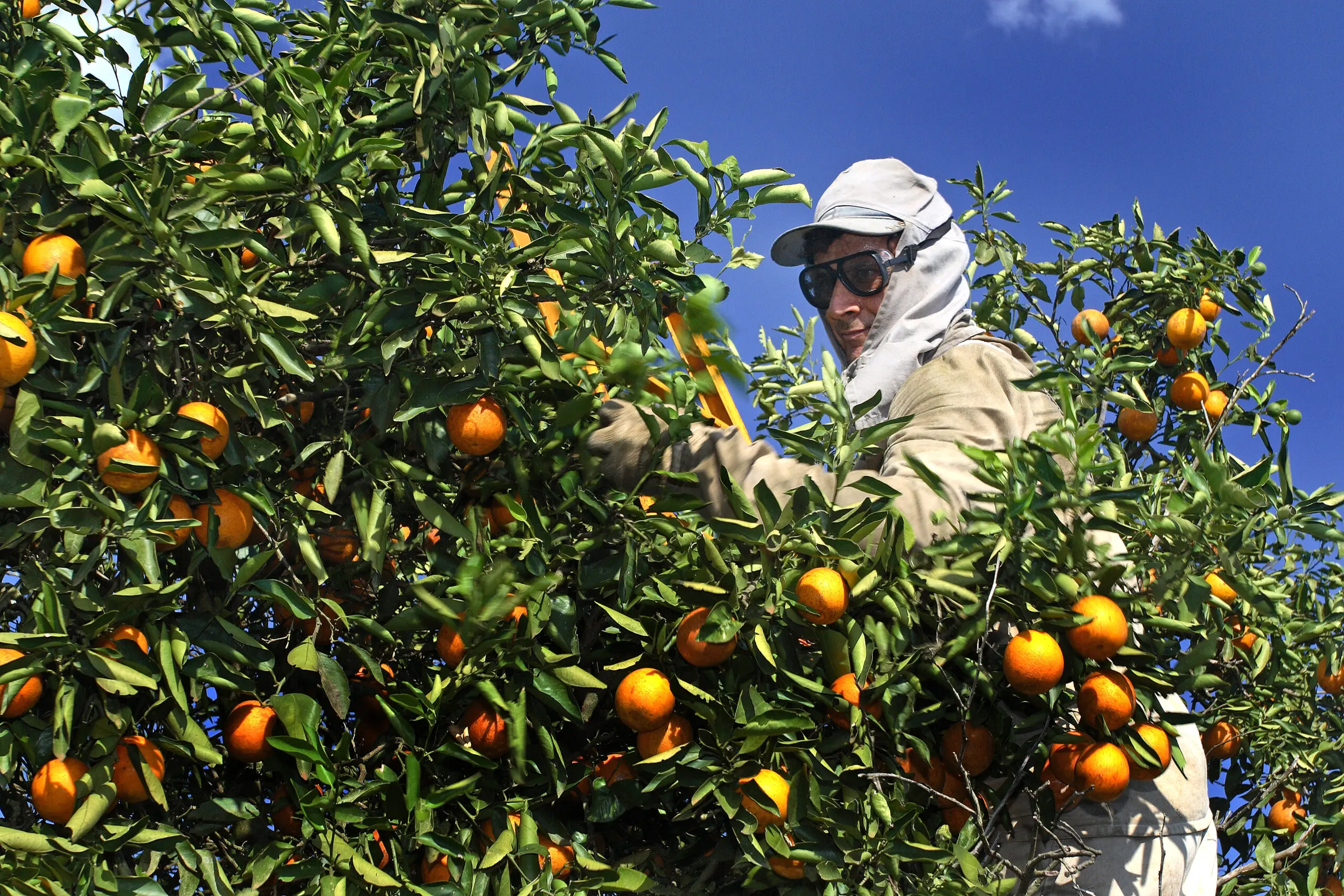 Setor de suco de laranja alerta que tarifa de Trump torna exportação inviável e ameaça colapso; Brasil exportou 305,8 mil toneladas para os EUA na última safra.