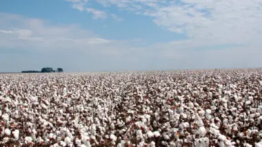Brasil supera exportação estadunidense de algodão