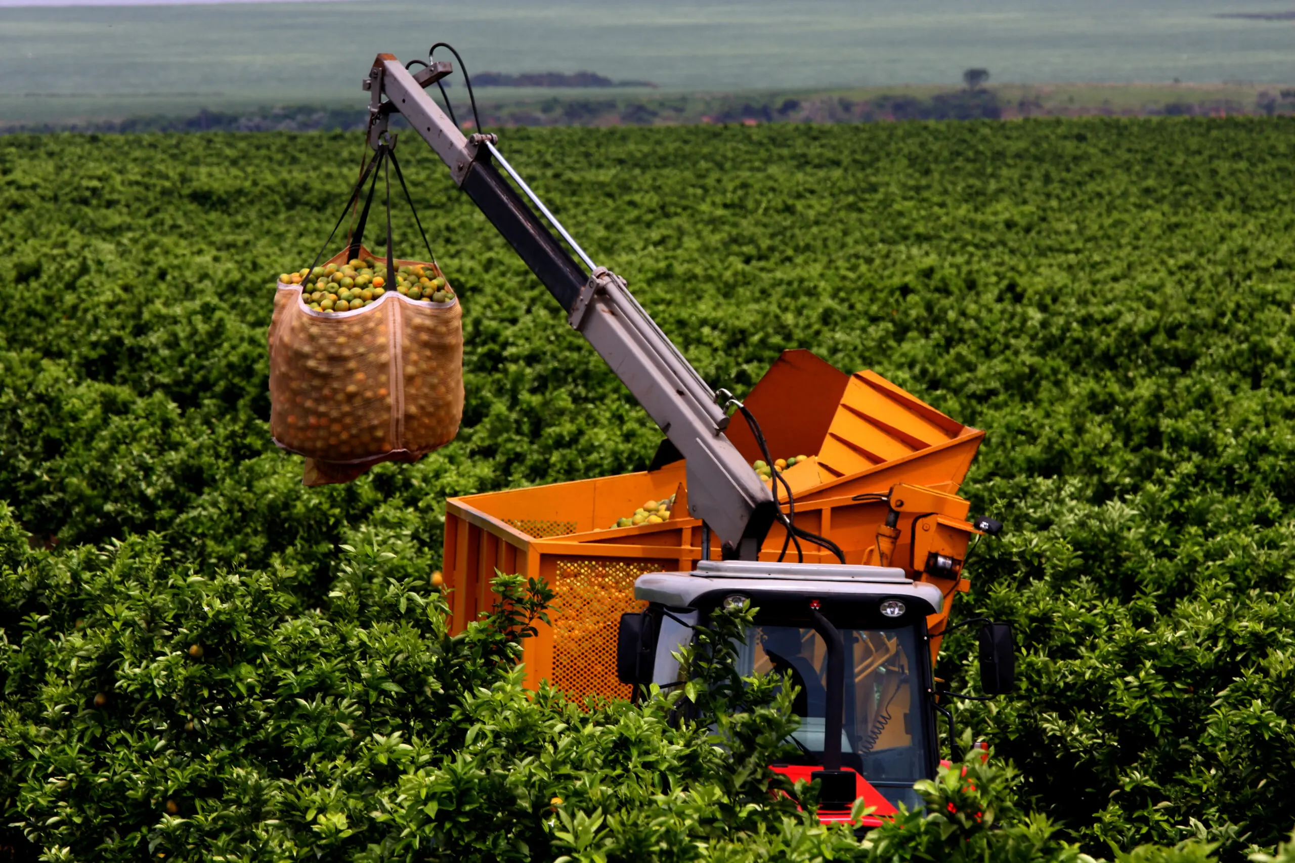 Na safra 2024/25, os EUA representaram 41,7% das exportações brasileiras de laranja.