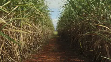 Plantação de cana-de-açúcar: Proálcool e popularização de veículos flex ajudaram a impulsionar uso do etanol nas últimas décadas, elevando a participação do agro na matriz de energia renovável brasileira