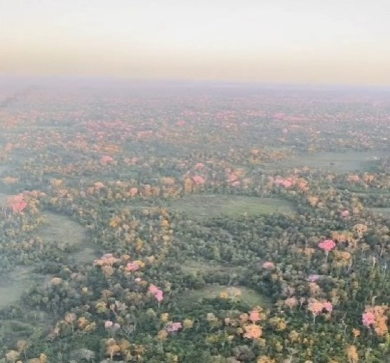 Ipês do Pantanal já estão floridos
