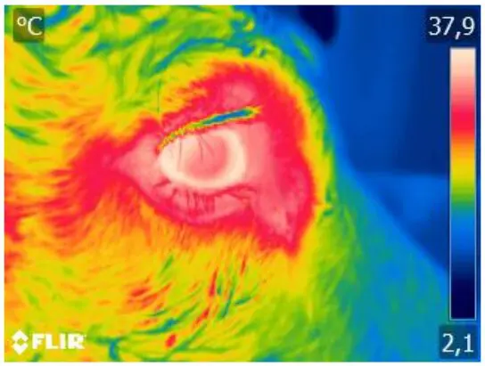 Modelo de IA treinado para identificar precocemente ceratoconjuntivite bovina está entre as possibilidades da agropecuária de precisão