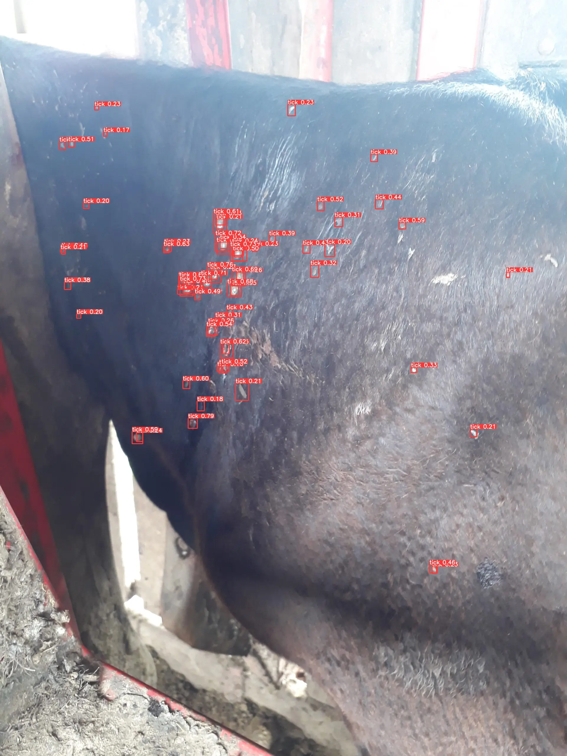 Sistema desenvolvido por pesquisadores do Rio Grande do Sul faz a contagem instantânea de carrapatos em animais por meio de modelo de IA voltado à agropecuária