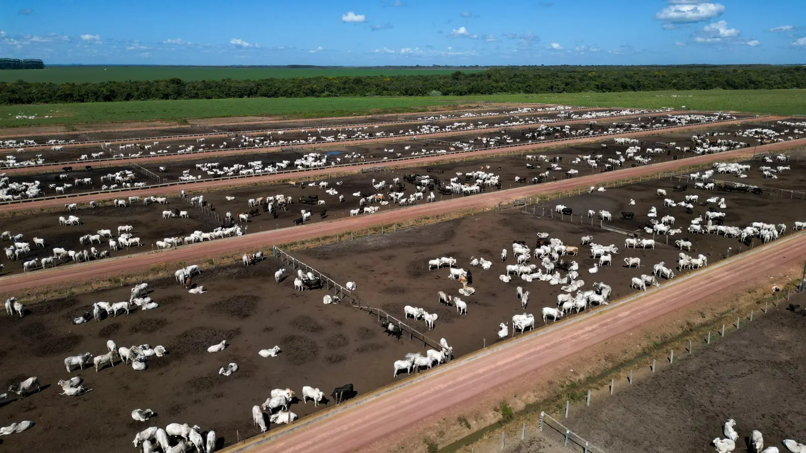 Mato Grosso embarcou 137 mil toneladas de carne bovina, no primeiro trimestre de 2025, gerando receita de US$ 654 milhões.