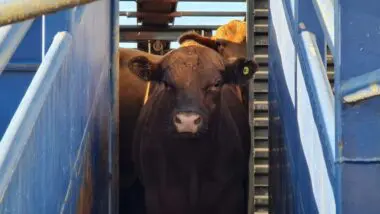 Em navio boiadeiro, Brasil exporta gado vivo para atender à demanda de carne Halal do Oriente Médio