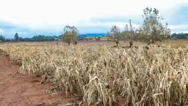 Com bloqueio no programa de seguro rural, área segurada, que era de 14 milhões de hectares em 2023, pode ficar abaixo de 5 milhões em 2025, segundo seguradoras