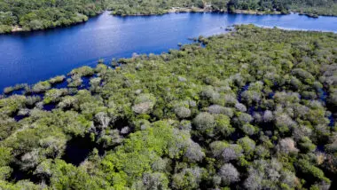 Vista da Floresta Amazônica: alegações do governo americano sobre desmatamento ilegal no Brasil são similares às feitas por países europeus que se valem do "protecionismo ambiental".