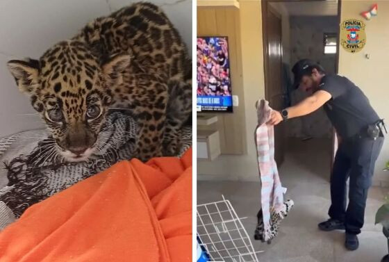 Animal foi levado para clínica veterinária.