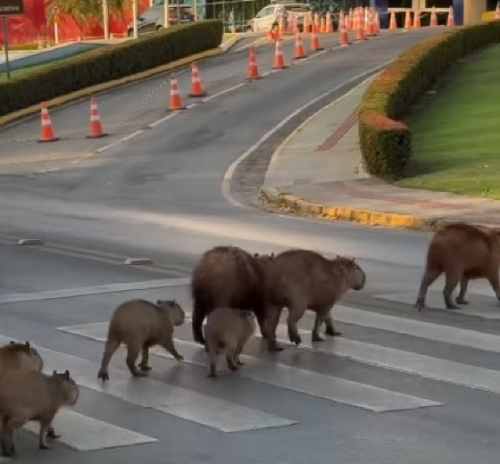 Na gravação, os animais atravessam a Avenida André Maggi na faixa de pedestre 