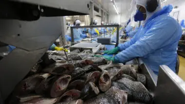 Brasil perde espaço na exportação de tilápias, com nova taxa de 50%.
