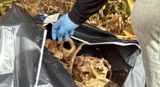 A ossada foi encontrada em uma região de mata