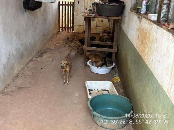 As testemunhas disseram ainda ouvir muitos latidos de cães.