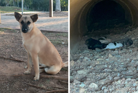A cadela e os filhotes correm risco de serem atacados ou até comidos por jacarés e capivaras que habitam no local.