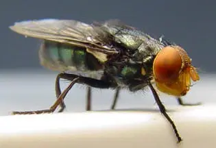 mosca eua bicheira