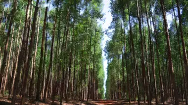Novo marco do licenciamento ambiental foi aprovado na Câmara e segue para sanção presidencial