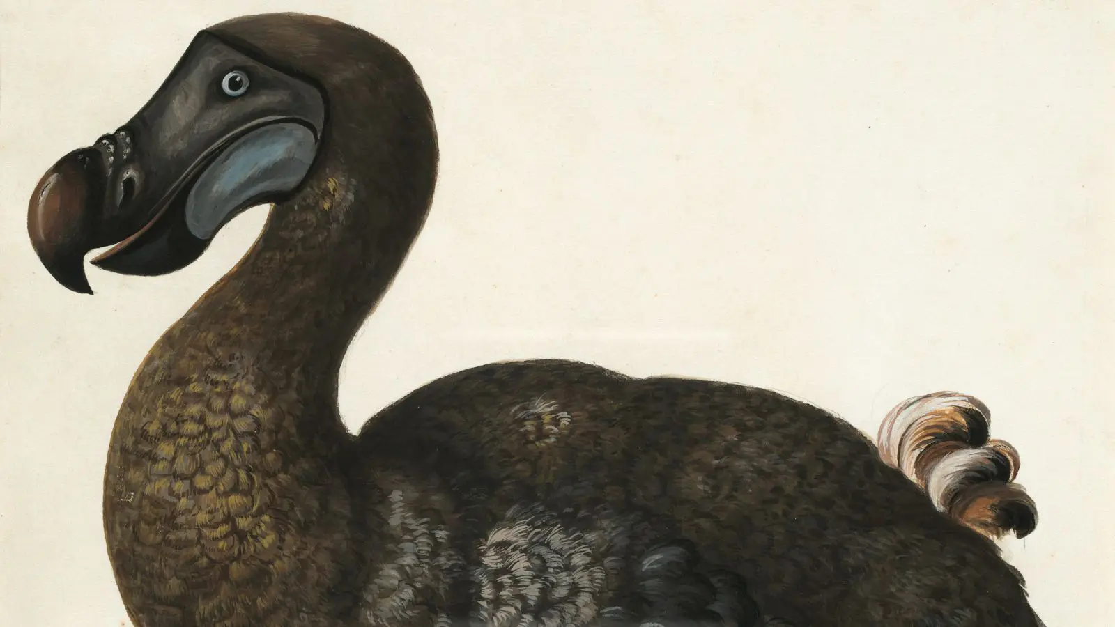 Dodô, espécie extinta.