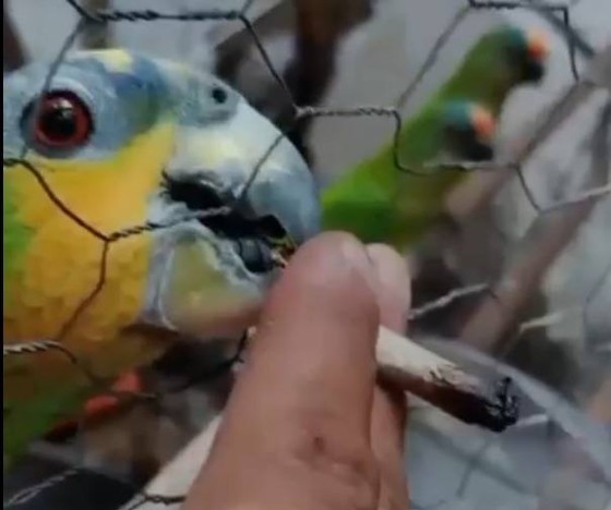 Os pássaros foram resgatados e o homem preso, autuado por maus-tratos a animais silvestres 