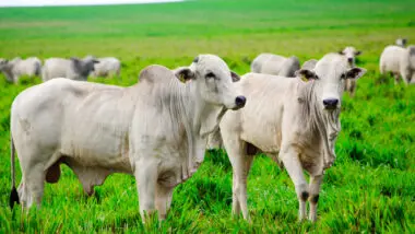 Setor de carne bovina, um dos principais produtos brasileiros exportados para os Estados Unidos, está entre os que não escaparam do tarifaço no agro