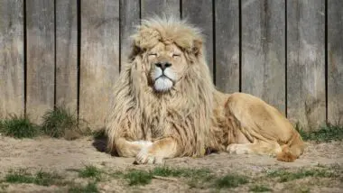 Brasil pode aprovar maior carga tributária do mundo para empresas junto a isenção do IRPF