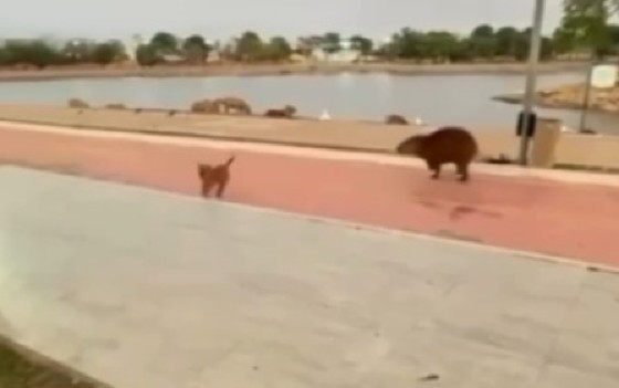 Vira-lata caramelo e capivara no Parque Tia Nair, em Cuiabá