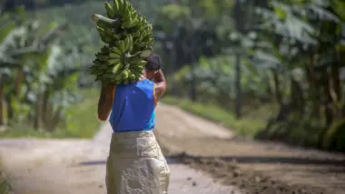 Banana em extinção