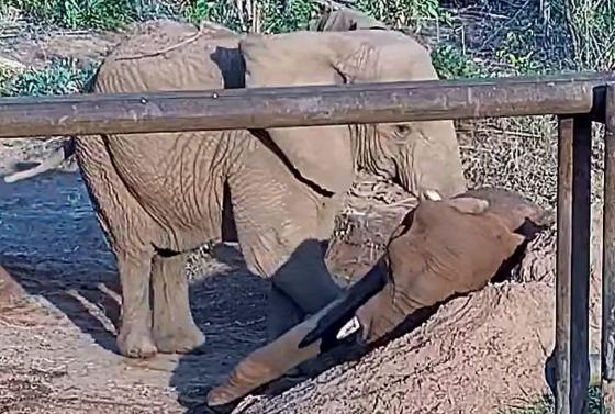 Animal morreu após se sentir mal na sexta (10).