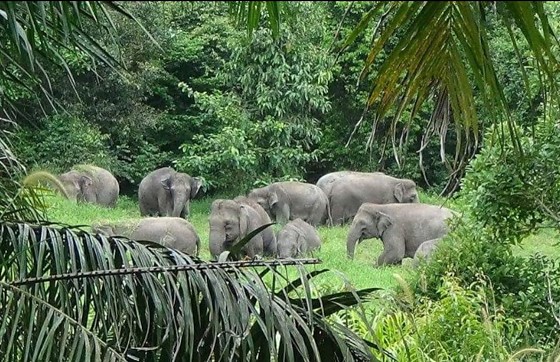 Diretor da Fundação Rimba Satwa relacionou o episódio com a destruição do habitat dos elefantes