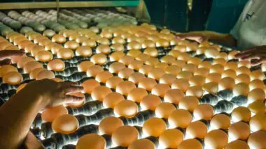 Capital nacional do ovo: Santa Maria de Jetibá produz 15 milhões de ovos por dia, movimentando a economia local e preservando a tradição familiar.