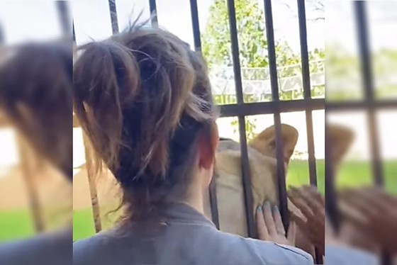 A veterinária divulgou, um vídeo da leoa que matou um rapaz de 19 anos 