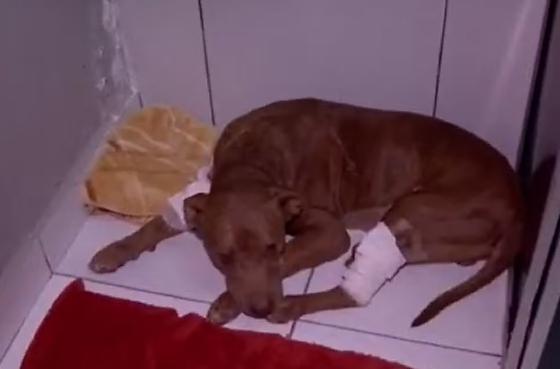 Batizada de Vivente, o animal foi resgatado no último sábado (3) em situação de extrema debilidade física