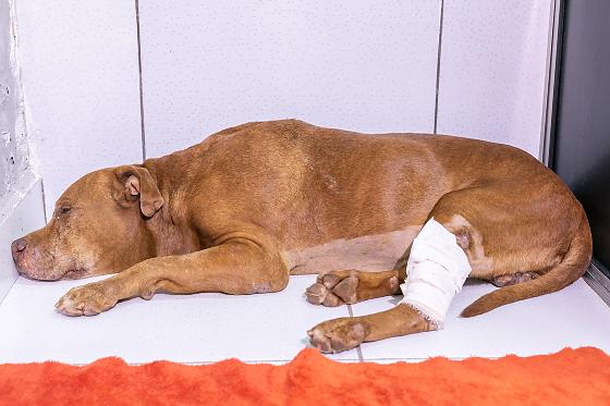 O caso segue sob investigação da Polícia Civil.