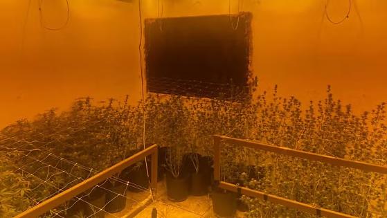 Equipes realizaram diligências e confirmaram que a residência era usada exclusivamente para o cultivo e preparo da droga.