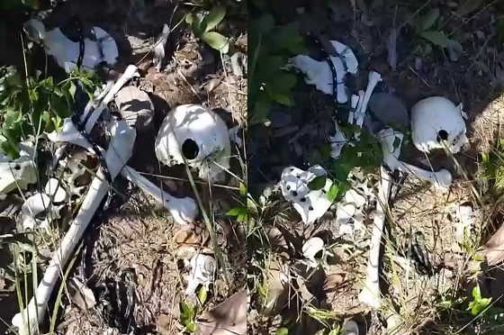 Equipes da Perícia Oficial e Identificação Técnica (Politec) e do Instituto Médico Legal (IML) foram acionadas para os procedimentos periciais e a remoção dos restos mortais