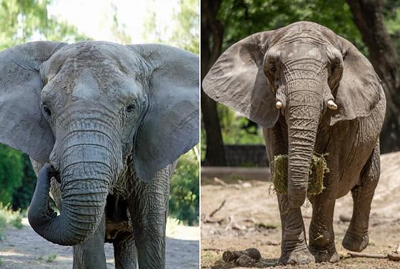 Kenya (à esq.) morreu no dia 16 de dezembro e Pupy (à dir.) no dia 10 de outubro.