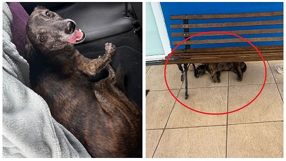 "Joao Perninha" está na Setasc e precisa urgente de um lar